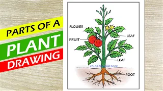 How to draw parts of plant idea, Parts of a plant diagram, Parts of Tree Drawing