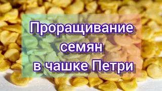 Подготовка и проращивание семян в чашке Петри //обзор семян перца сладкого и баклажана 2022