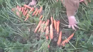 Подкопка корнеплодов моркови скобой1