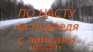 охота на медведя с лайками по насту.2019г.