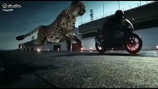 black panther vs tiger 🐅 remix ya Lili ya lila