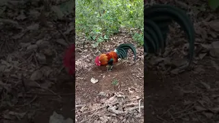 Ayam hutan Sulawesi kuping Putih