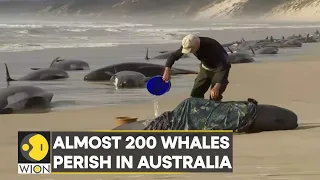 WION Climate Tracker: Pilot whales stranded on Tasmania coast | Latest World News