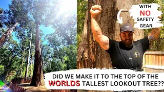 Climbing the WORLDS LARGEST Lookout Tree - NO SAFETY GEAR!! - Dave Evans Bicentennial Tree - 043