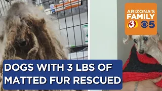 Dog found with 3 pounds of matted fur in Chandler undergoes transformation