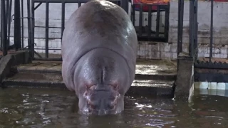 Калининградский зоопарк Бегемот - Hippopotamus