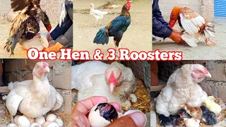 White Aseel Hen Hatching Eggs | Hen Harvesting Eggs To Chicks | Murgi Chicks Hatching |Aseel Pets TV