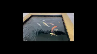 Koi Pond Build / QT / Wooden Framed / The Water and Koi go in…..