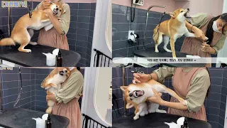 [Groomer Giraffe TV] Reason why Shiba's are not accepted at grooming salons