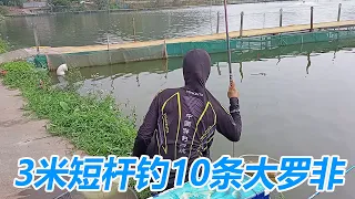 The 3-meter short pole caught 10 big rofishes  and there was a surprise when the pole was collected