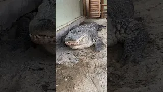 Alligator Swallows Roast & Burps!!! 😱🐊 #shorts #alligator