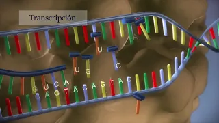 Síntesis de proteínas - Procesos de transcripción y traducción