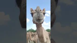 Camel kissed the mobile camera