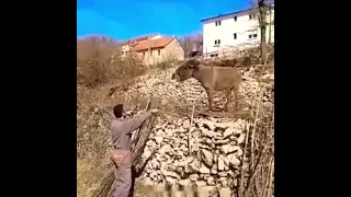 Guy's Hilarious Donkey Duet