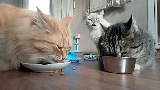 Watch Cute Cats Eating Videos | Funny Animals | Fat Cats | Animal Lovers Over Here #funny #cat