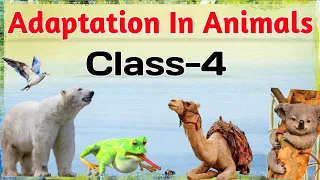 Adaptation In Animals| How animals survive | Class 4 | Science