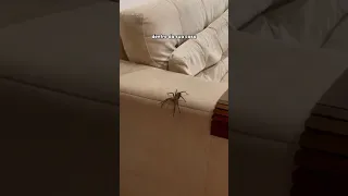 encontrou a ARANHA mais PERIGOSA do MUNDO no sofá de CASA | wildboppre #shorts