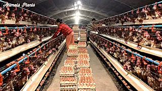 How to feed laying hens that harvest millions of eggs - Breeding chickens - Meat plants