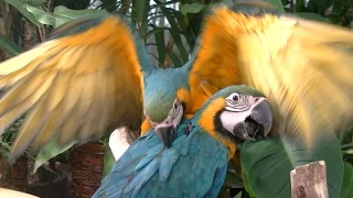 Uncommon common macaw