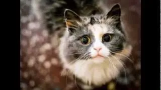 Funny cats compilation 2013