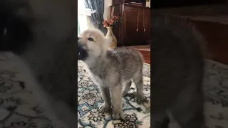 Rescued Wolf Pup Howling For The First Time