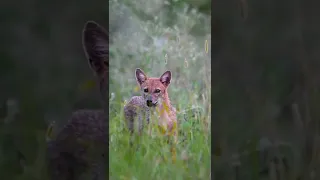  In frame - Golden jackal