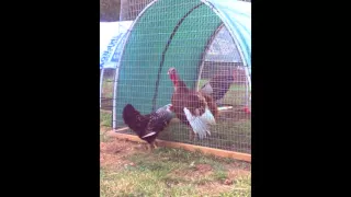 Chicken vs. Turkey FIGHT!