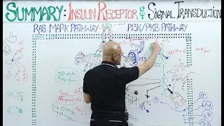 Insulin Signal Transduction Pathway👨‍⚕️