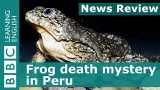 Frog death mystery in Peru: BBC News Review