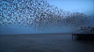 Starling Murmuration Brighton Pier 28th January 2015