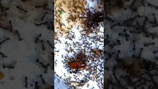I gave my ants a lot of roaches