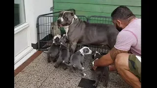 This is how Tyson reacts when he sees his pups for the first time...