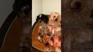 17 YO Oldest Living Shih-Tzu & 7 YO Bolognese Dog Unite As One By Miracle