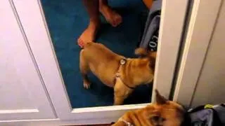 Puppy hates the mirror