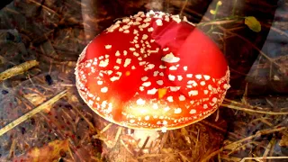 Psychedelic Mushroom-DJ IRITUART