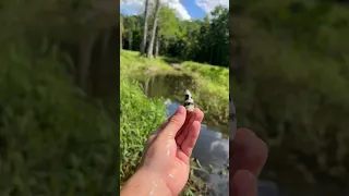 Alligator Infested Canal!