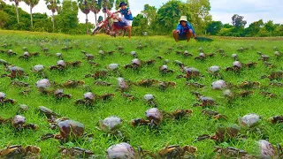 Wow wow oh my god English ! today a fisherman catch too many snails craps at grass field after rain