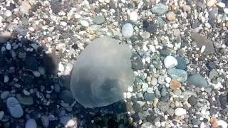 Медузы у берега