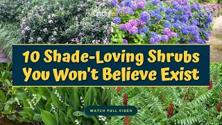 10 Best Shade Loving Shrubs You Won't Believe Exist 🌺👍 // Gardening