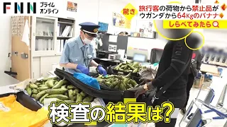 大量バナナ64kgも！成田空港の持ち込み禁止品【しらべてみたら】