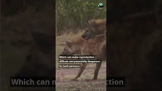 Pseudo-Penis: Female Hyenas have a Fake Male Genitalia #shorts #hyena