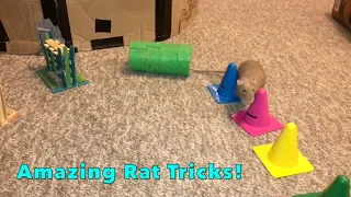 Bean the Rat Trick Compilation Part 4!