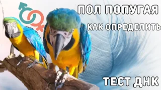 Как определить пол попугая / Тест ДНК / Как взять перо у попугая