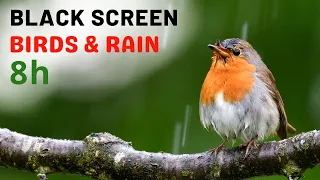Fall Asleep Fast w/ The Calming Sound of Rain & Birds Chirping in the Forest | Nature Sounds | 8hrs
