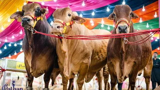 Pathan Cattle Farm trailer 2023
