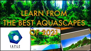 IAPLC 2021 - Analysing the World's Best Aquariums this Year