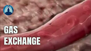 Gas exchange: from Lungs into blood (oxygen dissociation curve)