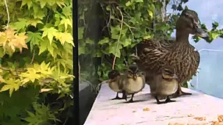Ducklings on a Ledge again