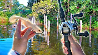 Fishing With GIANT Soft Swimbaits For LATE Summer Bass (Found One)