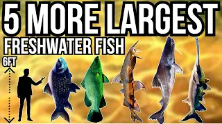 5 More Largest Freshwater Fish In The World